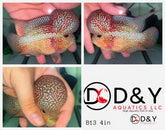 1 Male  B13 4in - Live Kamfa F3 Flowerhorn Fish - Big KOK USA Stock